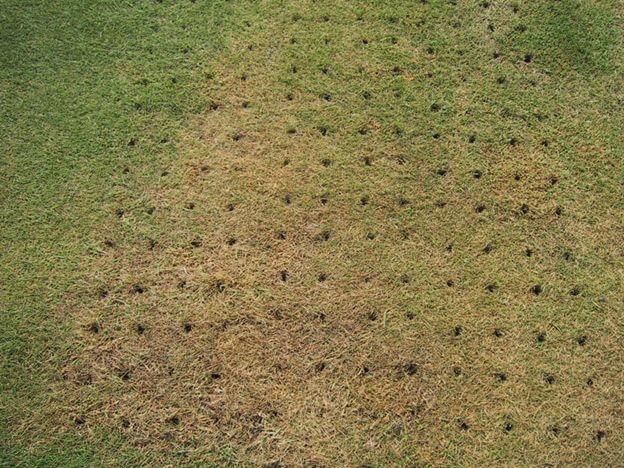 Lawn Aeration: Boost Your Lawn's Health